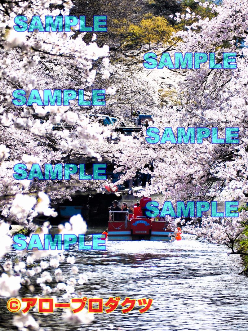 sce0057【ダウンロード画像　春の富山市松川のサクラと遊覧船】