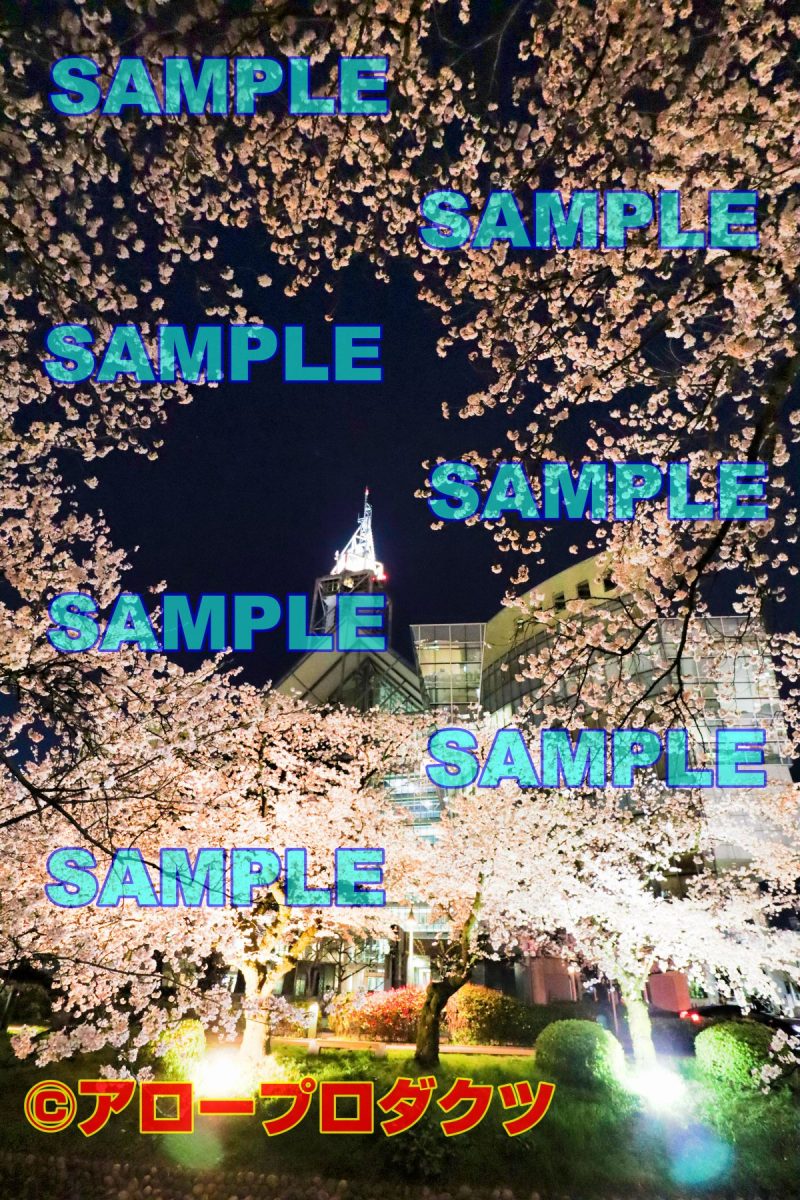 sce0101【ダウンロード画像　夜桜と富山市役所展望塔】