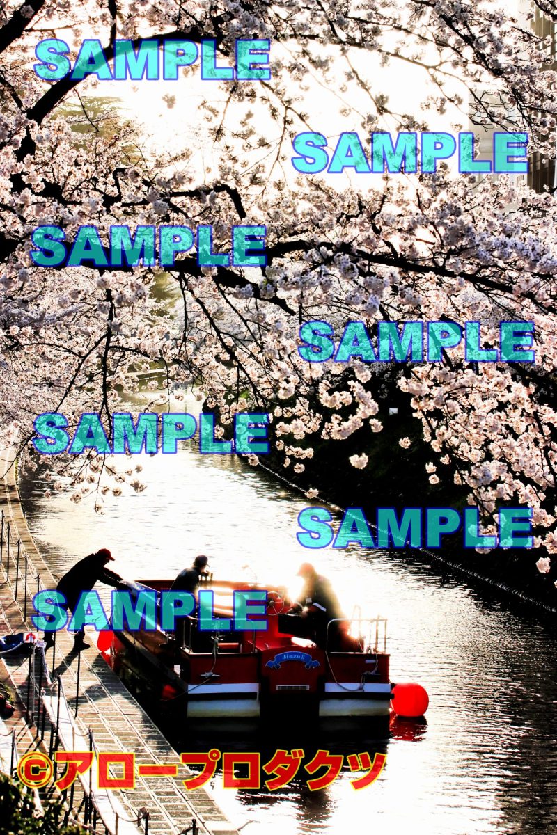 sce0125【ダウンロード画像　富山市の桜の名所　夕方の遊覧船】
